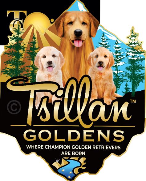 We are a family run business, raising health and genetic tested golden retrievers in beautiful lake chelan, wa. golden-retriever-puppies-in-seattle