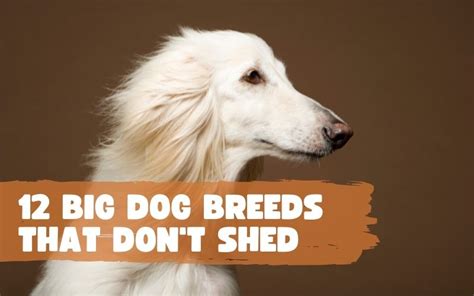 12 Big Dog Breeds That Dont Shed