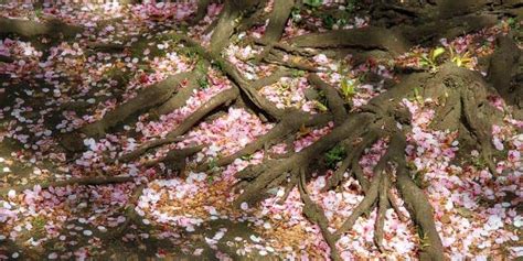 Are Cherry Blossom Tree Roots Invasive