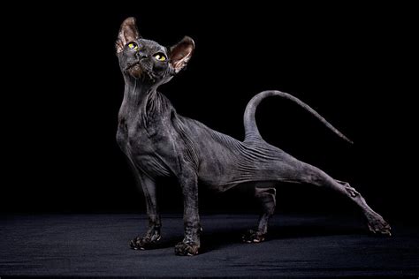 Sphynx Cat Photograph By Alexandra Draghici Fine Art America