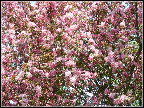 Pachysandra Periwinkle And Flowering Crabapple Tree