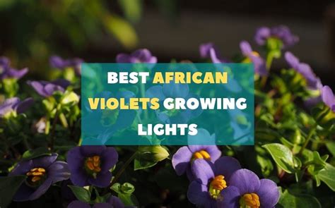 African violets respond well when grown under lights—grow lights or cool white fluorescent tubes. Best grow lights for African violets [2020 Top picks ...