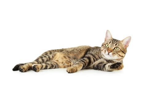 Why Your Cat Has A Belly Flap Baxterboo