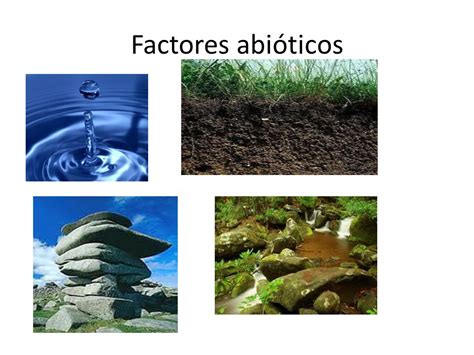 Factores Abioticos Que Son Caracteristicas Y Ejemplos Resumen Images