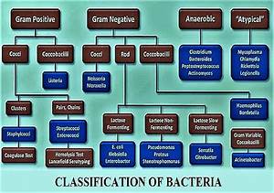 Bacteria Kingdom Classification