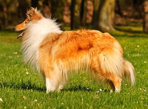 Rough Collie Breed Profile Your Dog