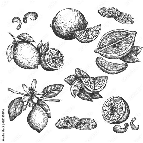 Vector Hand Drawn Lime Or Lemon Set Blossom Plant With Leaves Sliced