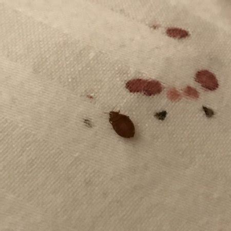 Look for tiny brown mounds or dark brown stains on your bed sheet and. Bed bugs and blood stains on my pillow - Picture of The ...