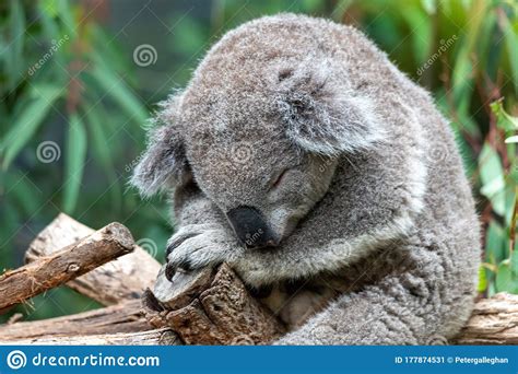 A Koala Bear Sleeping In A Tree Branch Stock Image Image Of Nature