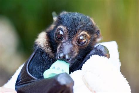 Spectacled Flying Fox Orphans Receive Special Care Zooborns