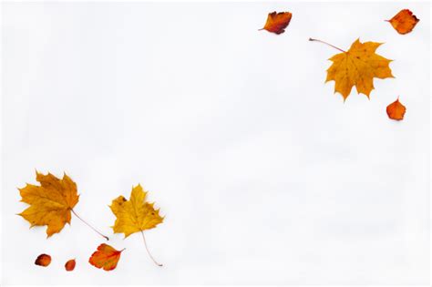 1000 x 1080 jpeg 225 кб. Premium Photo | Autumn border made of fall leaves on white background. flat lay, top view. copy ...