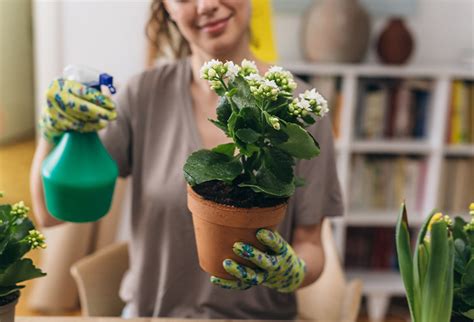 How To Keep Your Houseplants Happy When Its Cold And Dark Policy Expert