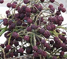 Rudraksha plant: Grow and care tips for Elaeocarpus Ganitrus
