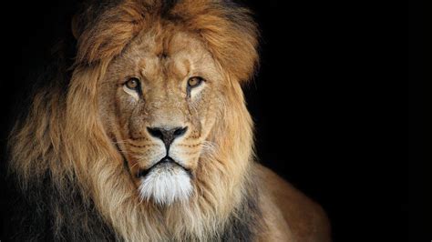 African Lion Wallpapers Top Free African Lion Backgrounds