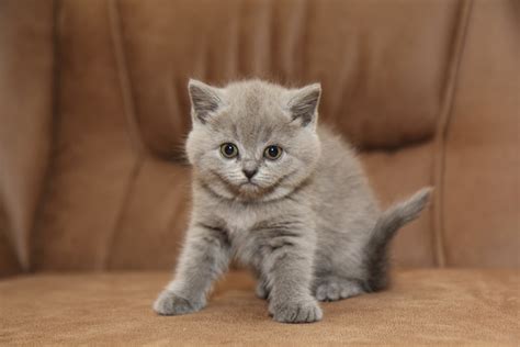 Russian Blue Vs British Shorthair What Is The Distinction With Photos