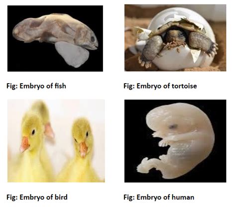 The Embryos Of Fish Tortoise Birds And Humans At Some Stage Resemble