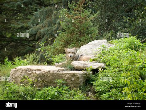Mexican Gray Wolf On Rock Stock Photo Alamy