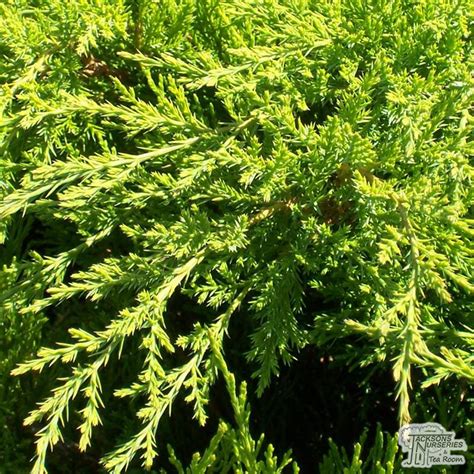 Buy Juniperus X Pfitzeriana Mint Julep Mint Julep Chinese Juniper In