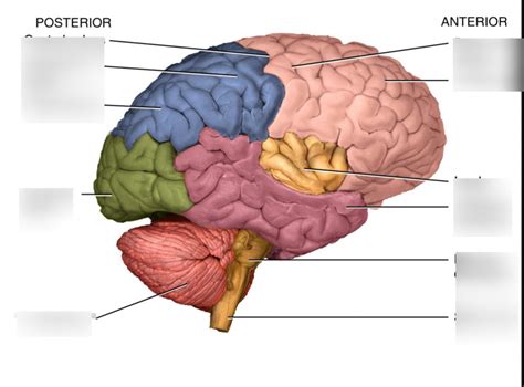 Cerebrum Lobes Diagram Quizlet