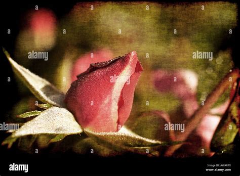 Grungy Image Of A Rosebud In The Morning Stock Photo Alamy