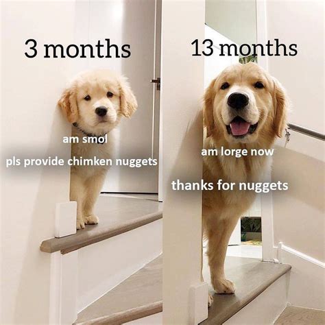 The Doggo Subtitler On Instagram Pupper Goes From Smol To Lorge