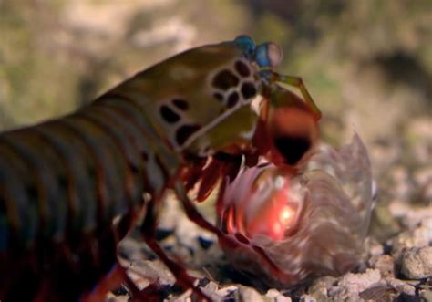 Peacock Mantis Shrimp Punch Video
