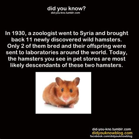 139 Best Images About Hammysters On Pinterest Syrian Hamster Robo