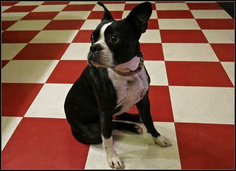 4 things to know about boston terrier puppies. Oregon Live Puppies Boston Terrier