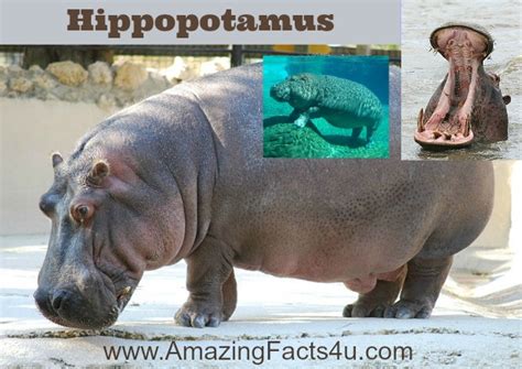 Hippopotamus Amazing Facts 4 U