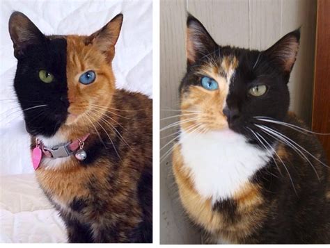 Venus And Whiskeyanne The Chimera Cats Cats