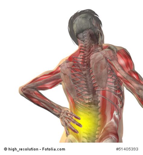 These muscles are able to move the upper limb as they originate at the vertebral column and insert onto. (VIDEOS) Correct Anterior Pelvic Tilt Now! - Fitness Oriented