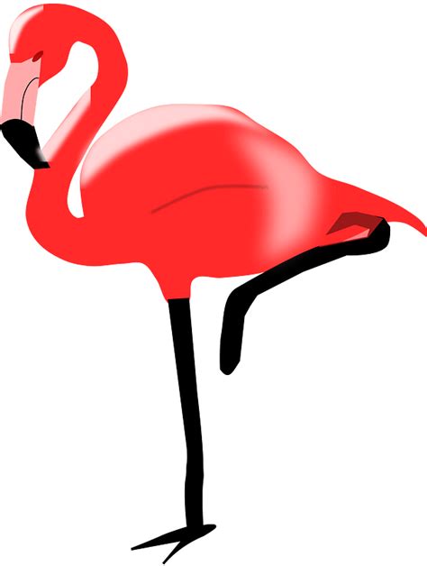 Pink Flamingo Clipart Free Download Transparent Png Creazilla