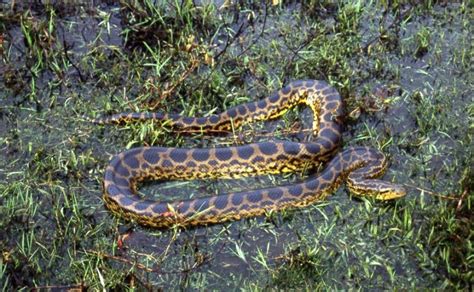 Yellow Anaconda Facts Habitat Temperament Lifespan Diet Pictures