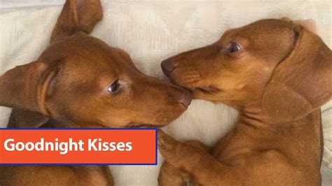 Dachshunds Lick Each Other Before Bedtime Youtube