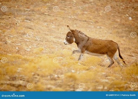 Running Donkey Stock Photo Image Of Farm Western Flared 64891914