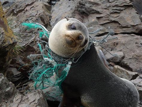 Adv Journl17sapkm Animals Plastic Pollution Ocean Pollution
