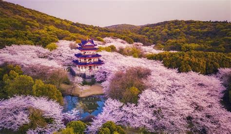 233 sakura china