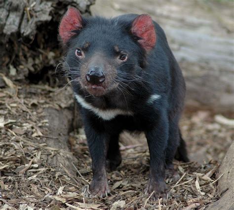Tasmanian Devil Poo Reveals New Genetic Varieties Of Endangered Species