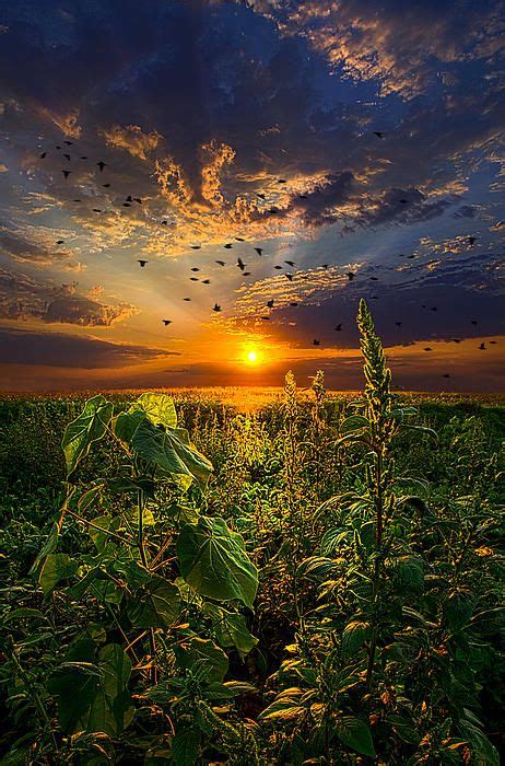 In Flight By Phil Koch Beautiful Nature Nature Sunset
