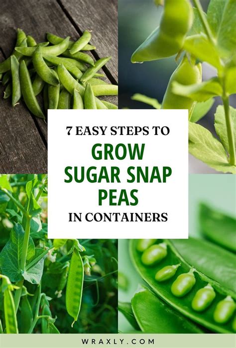 7 Easy Steps To Grow Sugar Snap Peas In Containers Growing Plants In