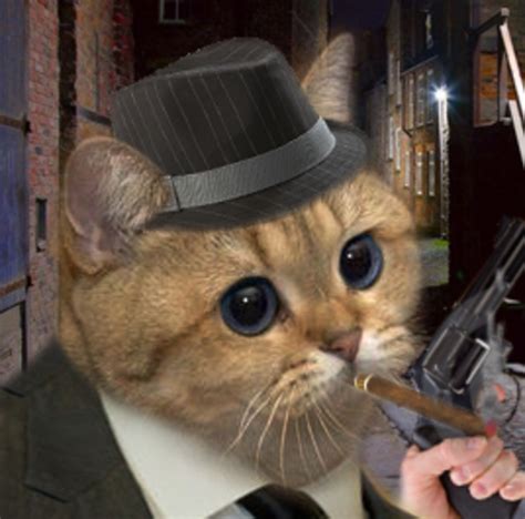Mafia Cat Starecat Grafics Cat Know Your Meme