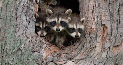These rodents will also hunt small snails, centipedes, larvae, worms, and crickets to munch it's just as likely for them to rummage through dog and cat food that's been left out or stored in paper bags. 8 Amazing Raccoon Facts | Terminix