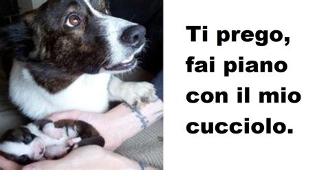 15 Foto Di Cani E Gatti Che Esprimono Il Loro Amore