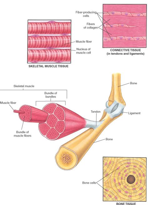 Introducción A La Biología Del Sistema Musculoesquelético Trastornos