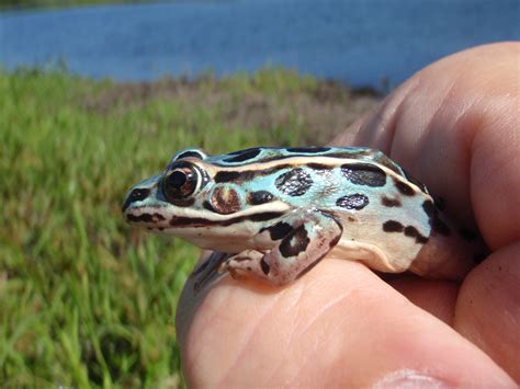 Mass Biologist Finds Rare Blue Leopard Frog The Boston Globe