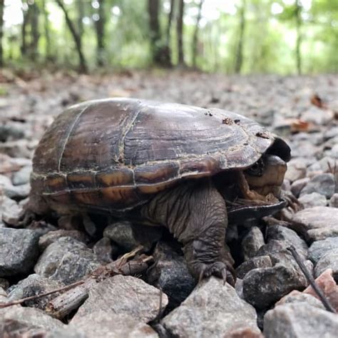 List Of Turtle Species In South Carolina 2023 Id Pics Pond Informer