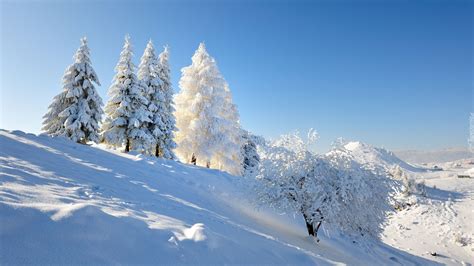 Zima Ośnieżone Drzewa Góry Wzgórza Natural Landmarks Nature