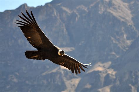 Andean Condor Andes Mountains And Adjacent Pacific Coasts Of Wsouth