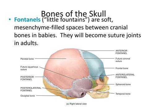 Ppt Bones Of The Skull Powerpoint Presentation Free Download Id
