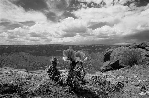Cactus Flower Cebolla Mesa Nm Photograph By Mark Goebel